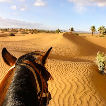 BALADE A CHEVAL+ POSE THÉ  DANS LA PALMERAIE